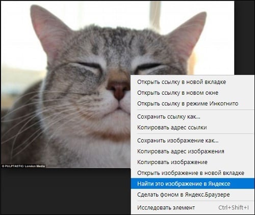 Фото кошки и меню Яндекса