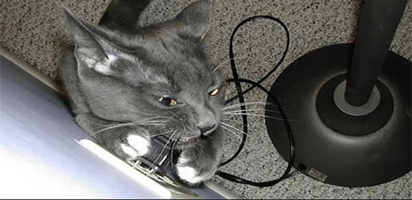 Фото кота кусающего зарядку