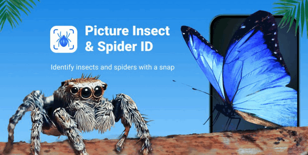 Picture Insect&Spider ID
